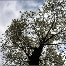 맑은하늘 이미지