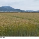 전남농업기술원축산연구소 | 고품질 사료작물 ‘트리티케일’ 종자 분양