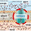 물은 '아쿠아포린'을 통해 흡수된다 이미지