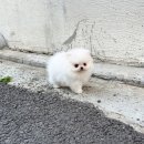 블리독(동대문장안점) 이미지