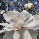 Magnolia 이미지