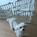 예지 | 17살 노견 반려견사진 기록하기 오로라사진관 예지작가님 후기