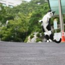 행복한고양이 이미지