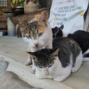 라이브 봉정항아리 건강찻집 | 충주 카페 충주 현지인 맛집 한옥카페 애견동반 실희원-귀여운 고양이 가족