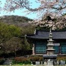 명초