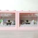 (1~3학년)마리모 어항 만들기 | 수년간 반려식물 실패한 똥손의 실패없는 마리모 키우기