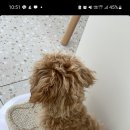 비비앤독 이미지