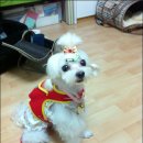 달샘 Daum카페