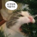 내일 내 생일