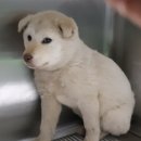 의림대로 이미지