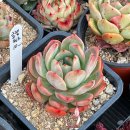 환성농장 이미지