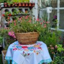 에버그린 플라워 이미지