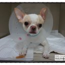 미드미동물병원 이미지