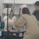 보람애견미용 이미지