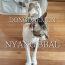 청두곶9길 7-2_ | [공지] 동대문구 고양이 미용실 냥빨, 겁 많은 코숏 스트레스 없이 다녀온 후기
