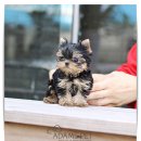 김제강아지 이미지