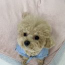 플러피퍼피 이미지