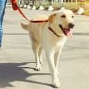 오늘의강아지 이미지