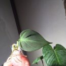 (주)바로팜 | 오랜만에 식물 하울