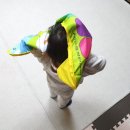 멍멍왕자 야옹공주 이미지