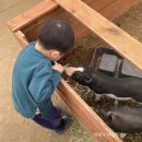 양지-2747 | 96. 어린이집 방학맞이 아이랑 가기 좋은 헤븐온어스 딸기농장 방문 후기