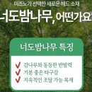MS골프 - 경산시 삼성현로 72-11 | 부천 파크 골프샵 미즈노 MS04 브라운 레드 컬러 부모님 선물후기