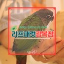 해바라기유치원(어린이집) | 남포 놀거리 아이랑 실내 데이트 부산 리프패럿