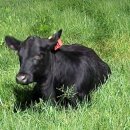 송아지농장 이미지