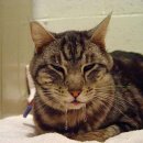 필동물병원 이미지