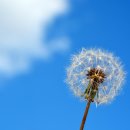 흰민들레농장 이미지