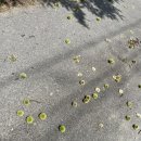 애플팸럭셔리풀빌라리조트 이미지