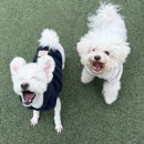 멍지중지 이미지