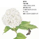 봉글봉글 이미지