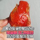 1시간에 3만개, 한때 1인 1팩 제한떳다는 품절대란 딸기의 정체 이미지