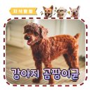 안녕댕댕이 | 강아지 곰팡이균 왜 우리 댕댕이만? 감염 후기