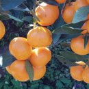 온주농장 이미지