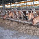 경영축산 이미지