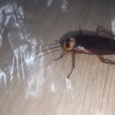 용현빌딩 | 이질바퀴 엄청 큰 대왕 미국바퀴벌레 퇴치 아파트 거실 천장 형광등 내부 출몰 방역 후기