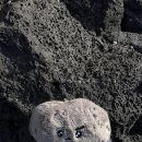 낭낭쓰 협재다랑 이미지