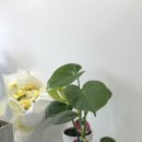 니니플레르