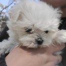 퍼피루미 이미지