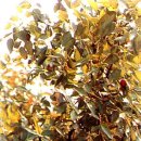 대추나무 이미지