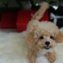 furson 이미지