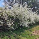 광려천 남로 이미지