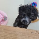 퍼피루미 옥정점 이미지