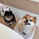 UR(화성시)-[현대기아로]-상-30 | 화성애견카페 수원애견카페 댕코리아 강아지 푸디입장에서 느낀 솔직후기