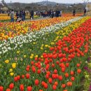 태안마트(주) | [4월 태안 여행 필수코스] 마검포 튤립축제 다녀왔어요｜개화상태, 유모차, 주차, 카페(태안 세계튤립꽃...