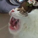 공원동태탕 이미지