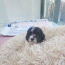 LOVING PET 이미지