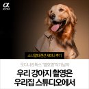 우리 강아지 촬영은 우리집 스튜디오에서 - 소니 랜선 세미나 후기